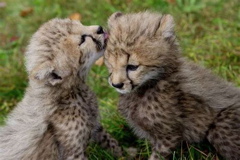 Greenwich cheetah cubs carry on rare genetic line - StamfordAdvocate