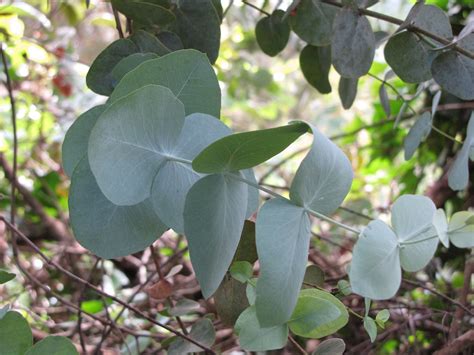 Eucalyptus cinerea (Argyle Apple, Eucalyptus, Silver Dollar Tree ...