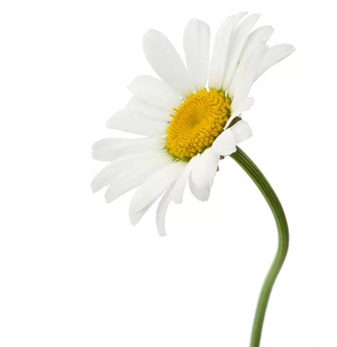 Fresh as a Daisy - The SHINE Agency