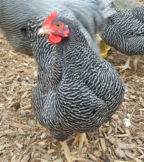 Plymouth Rock For Sale | Chickens | Breed Information | Omlet