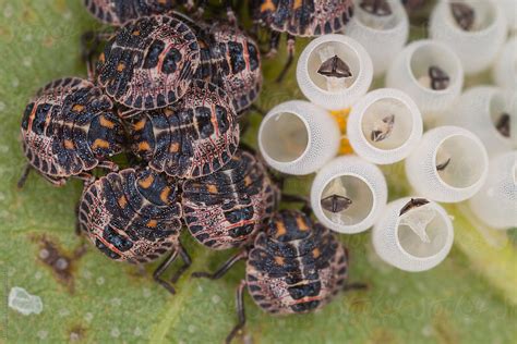 "Green Stink Bug Hatchlings And Empty Eggs On Leaf" by Stocksy Contributor "David Smart" - Stocksy