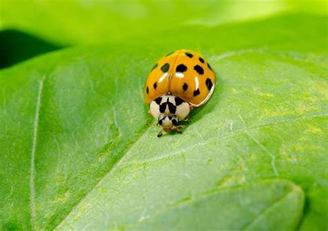 What do Asian Lady Beetles look like? | Asian Lady Beetle Identification Guide