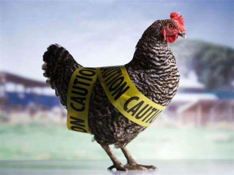 Bird Flu Symptoms / 170,000 birds culled in Lancaster poultry farm on ...