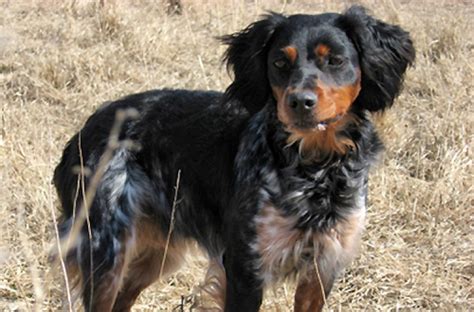 10 Things You Didn't Know about the French Brittany Spaniel