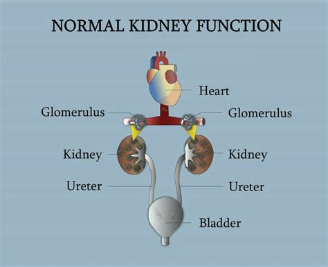 Normal Size Of Kidney Stone In Mm