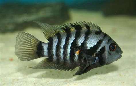 Convict Cichlid Tank Mates - Aquariumia