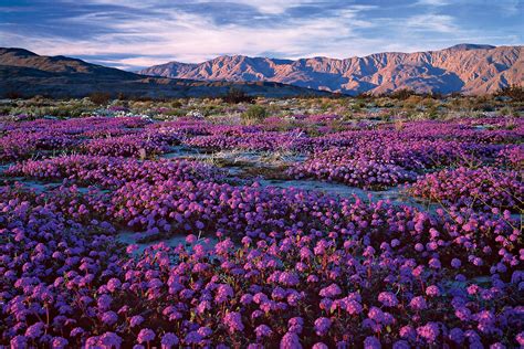 Don’t miss Anza-Borrego’s March wildflowers | Wild flowers, California desert, Nature photography