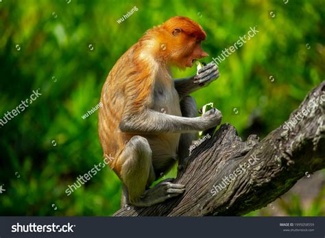 Proboscis Monkey Conservation Animal That Foraging Stock Photo ...