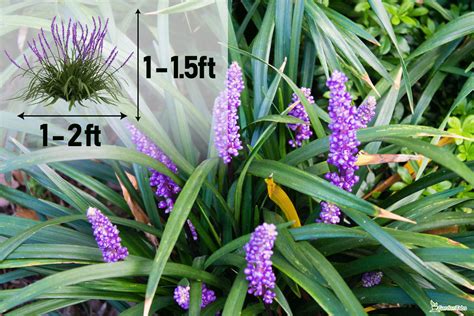 Variegated Liriope Vs Big Blue Liriope: Similarities & Differences