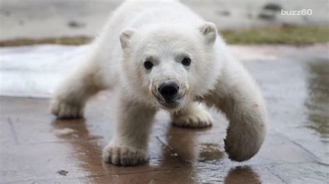 Meet Juno, the Toronto Zoo's adorable baby polar bear - AOL News