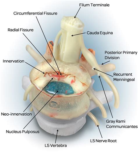 Intervertebral Disc Anatomy - Dynamic Disc Designs