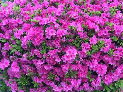 Free Images : azaleas, gardening, hot, pink, flowers, spring, garden 2048x1536 - prbabe ...