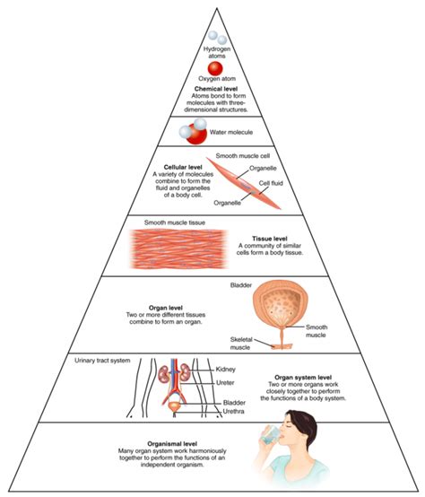 4.1A: Tissues in Levels of Organization - Medicine LibreTexts