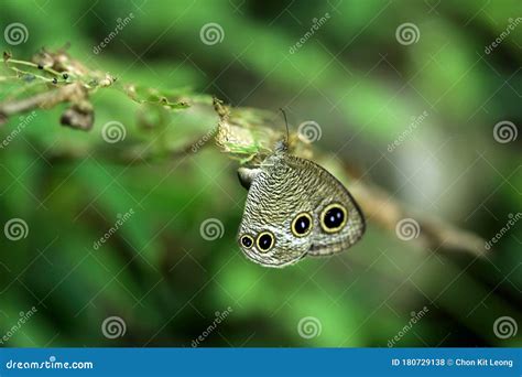 Close Up Shot of Ypthima Huebneri Butterfly Spawning Stock Photo ...