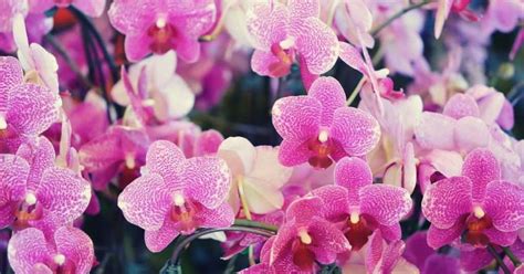 Meaning Behind Orchid Flower Colors - WhenYouGarden.com