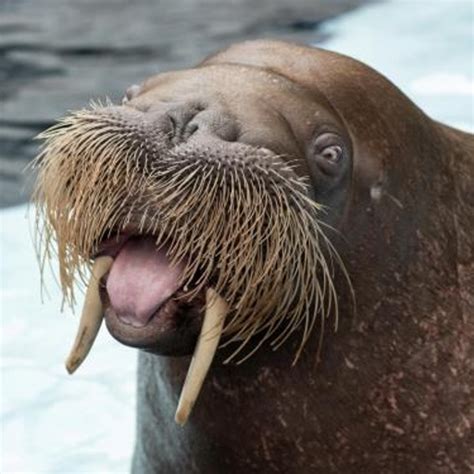 Walrus Sounds - Apps on Google Play