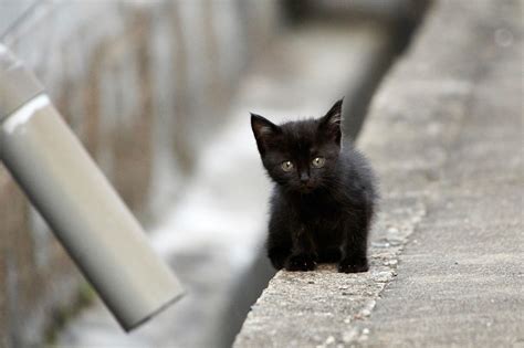 Fondos de pantalla : gatos negros, animales bebés, Gatitos, Animales ...