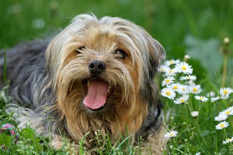 Can Dogs Have Asthma? | Great Pet Care