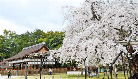 20 Best Kyoto Cherry Blossom Spots (Sakura Hanami Top Tips)