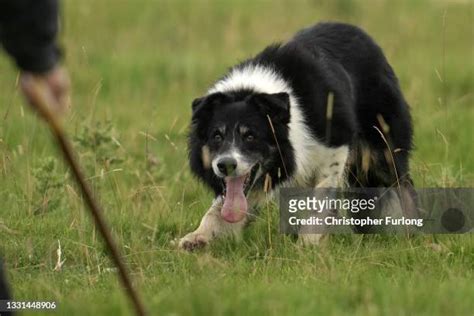 Hutch Dog Photos and Premium High Res Pictures - Getty Images