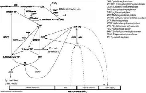 Methotrexate Mechanism Of Action - Anticancer Drug Development