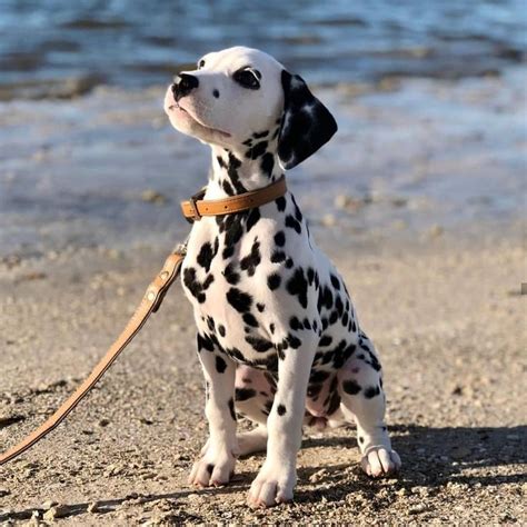 14 Amazing Things About Dalmatians | PetPress | Dalmatian puppy, Cute ...