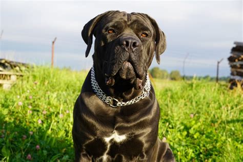 Cane Corso Bullmastiff Mix: Info, Pictures, Traits & Facts | Hepper