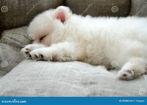 Pomeranian Puppy Sleeping in the Bed Stock Photo - Image of bench, ears ...