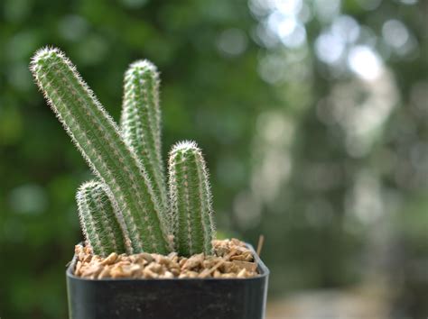 Peanut Cactus: Growing and Caring Tips - Oli And Alex