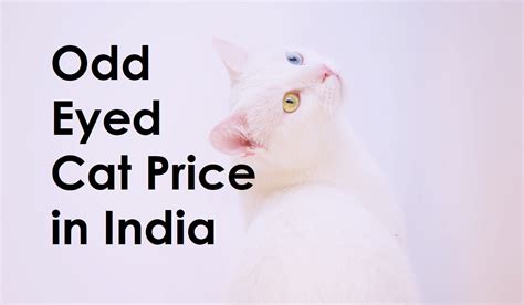 Odd Eyed Cat Price in India (2023): What You Need to Know