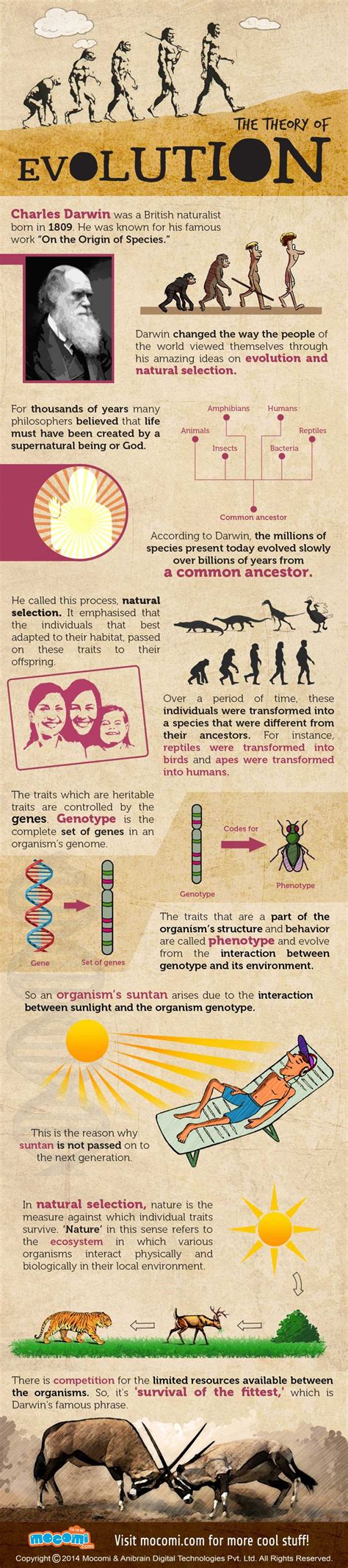 THE THEORY OF EVOLUTION | Darwin's theory of evolution, Theory of ...