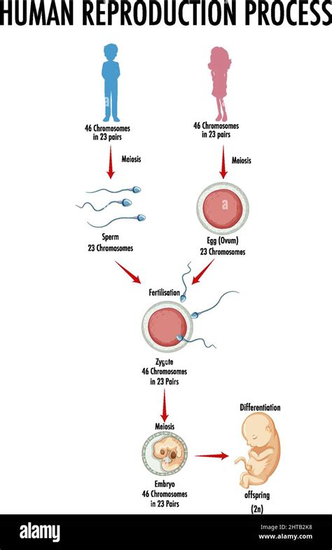 Diagram showing human reproduction process illustration Stock Vector Image & Art - Alamy