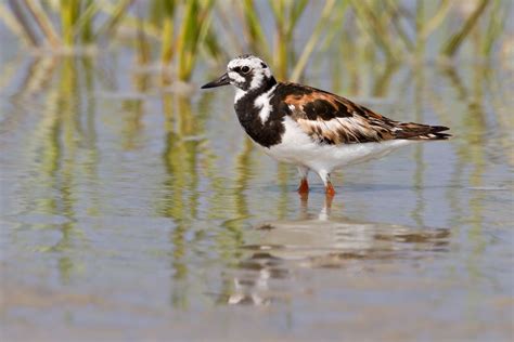 13 Beautiful Wading Birds You Should Know