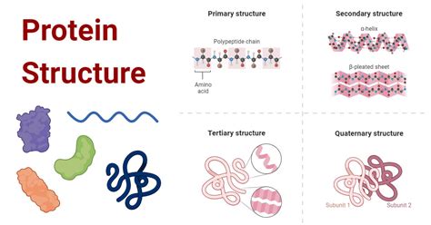 Types of Protein Structure with Diagrams