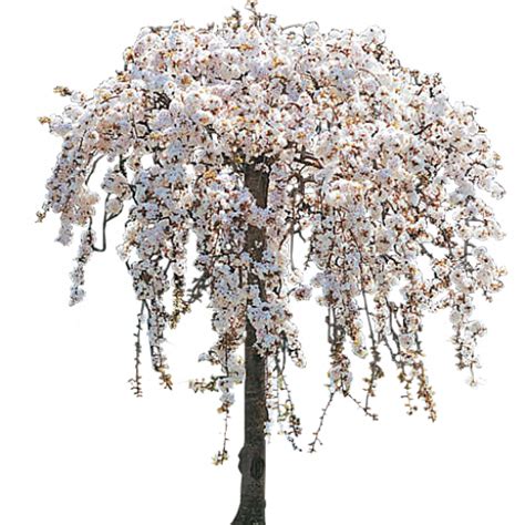 White Weeping Cherry Tree in Bloom by LilipilySpirit on DeviantArt