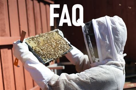 Bee Removal FAQ - Frequently Asked Questions