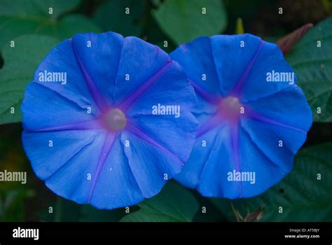 Morning Glory vine in flower Ipomoea purpurea, the common morning-glory ...