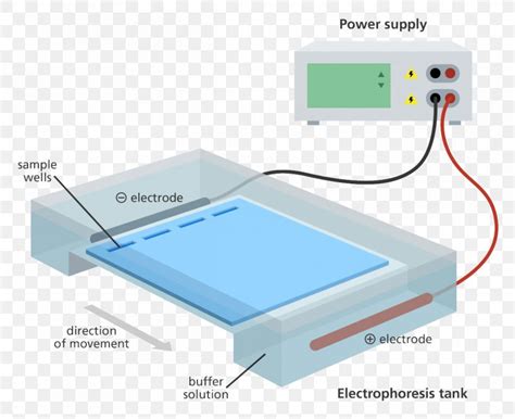 Agarose Gel Electrophoresis Polyacrylamide Gel Electrophoresis, PNG, 1200x978px, Gel ...