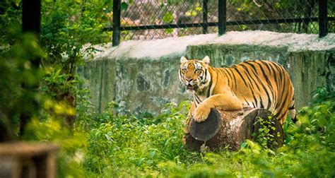 Arignar Anna Zoological Park Chennai (Timings, History, Entry Fee ...