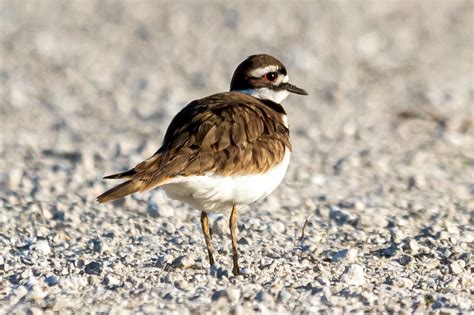 Killdeer for a few days ago in south Florida. : r/AnimalPorn