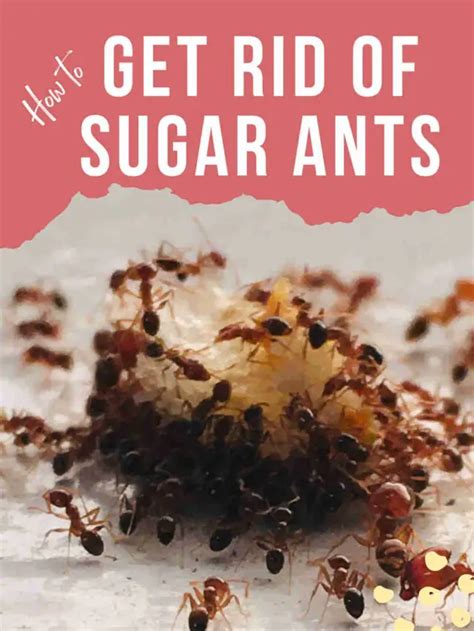 How to Get Rid of Sugar Ants