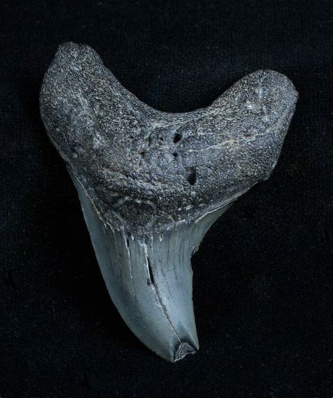 Scarce Benedini Fossil Thresher Shark Tooth For Sale (#3511 ...