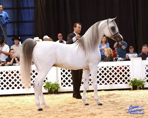 Scottsdale Arabian Horse Show News for Wednesday, February 17, 2016 :: Arabian Horses, Stallions ...