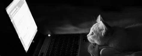 Dual Monitor Cat Wallpapers - Top Free Dual Monitor Cat Backgrounds ...