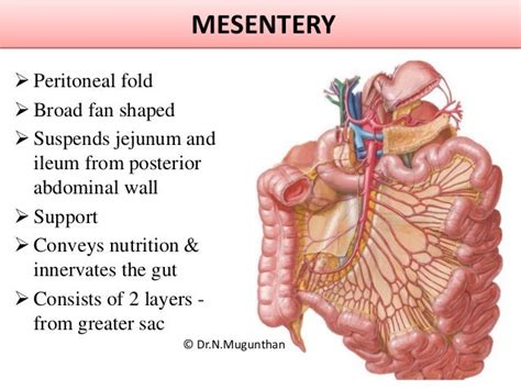 Mesentery, jejunum, ileum & superior mesenteric artery -PDF Lecture N…