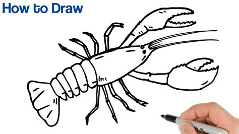 Crayfish Drawing