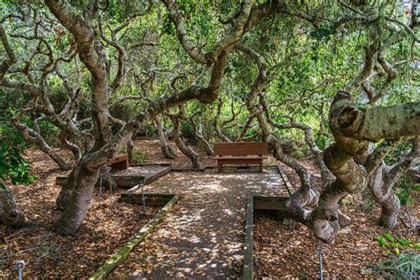 Elfin Forest in Los Osos, CA | Highway 1 Road Trip