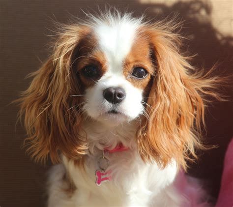 Bubbles - The Cavalier King Charles Spaniel | Chiots épagneul, Chien cavalier, Chiot cavalier ...