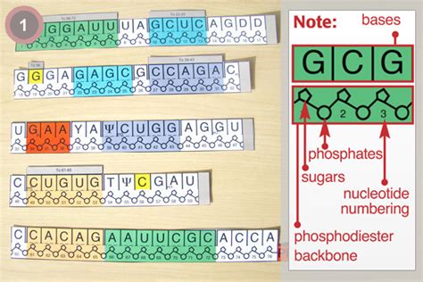 PDB-101: Learning Resources: tRNA