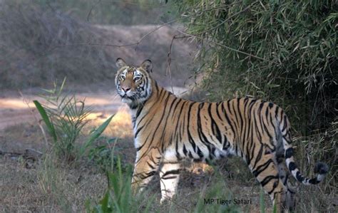 Historic Bandhavgarh Fort in India - HubPages